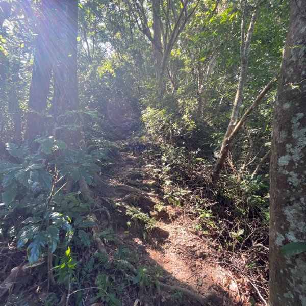 20231102_關西赤柯山（森遊竹縣）2762950