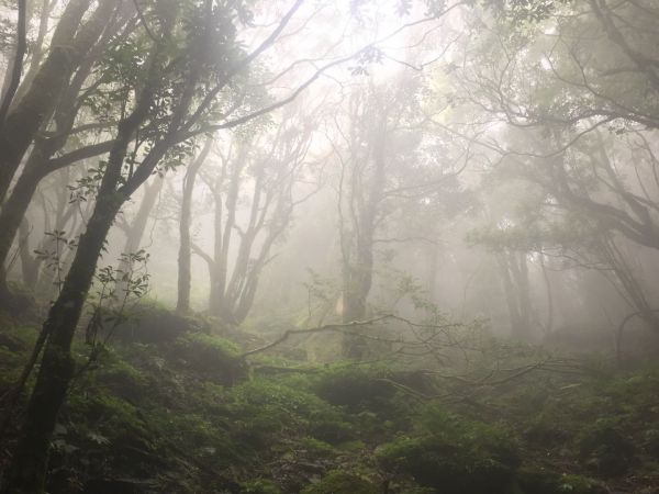 觀霧檜山巨木森林步道171711