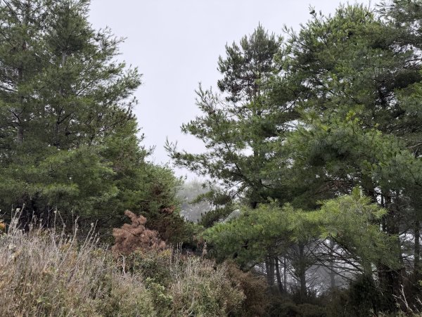 [山海圳_聖山之路_第二段1/4] 2026_0802 鹿林山3109106