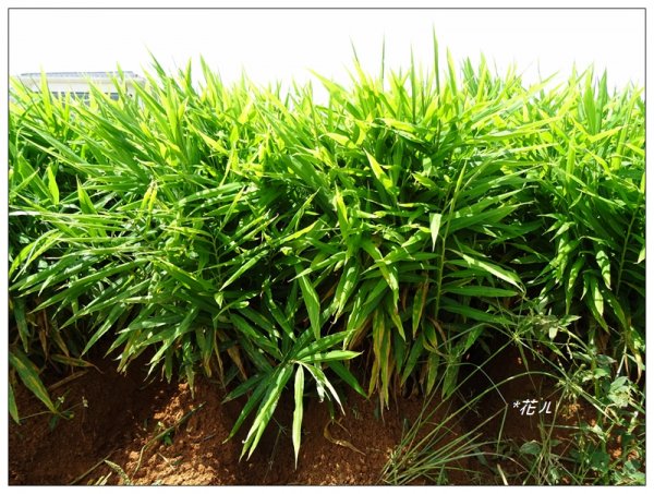 彰化/橫山觀日步道636172