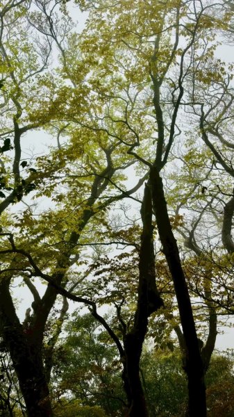 卡保石壁一葉蘭（耘夢谷上逐鹿山下O走）2809555