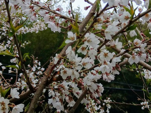 司馬庫斯賞櫻花+巨木群登山步道845237