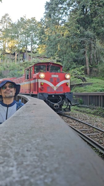 20260413🚂阿里山眠月線健走 姐妹潭 水山巨木療癒步道3036288