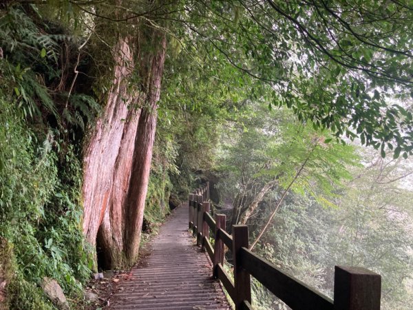 檜山巨木群森林步道2316168