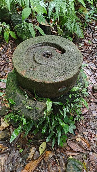 楊廷理古道2814592