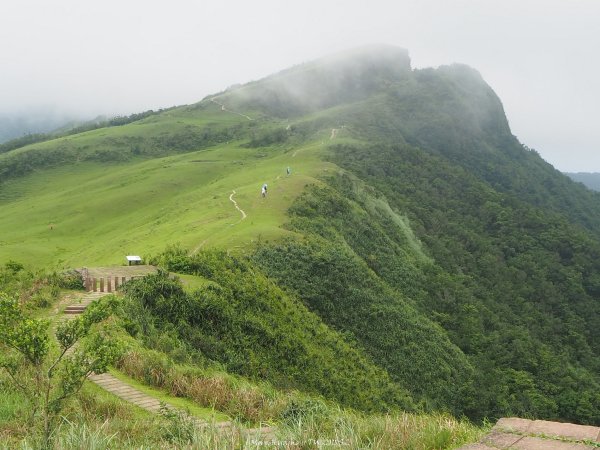 《新北》草原牛群｜貢寮桃源谷步道(內寮線)201805172887813