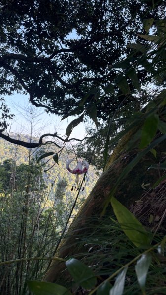 石壁上的花3106911