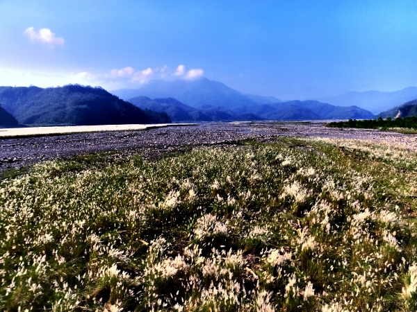 蘭陽溪芒花海