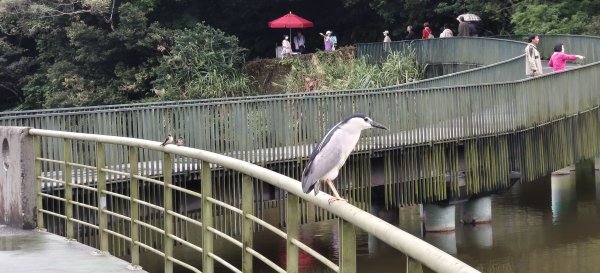 2026/04/25 龍潭湖環湖步道3043127