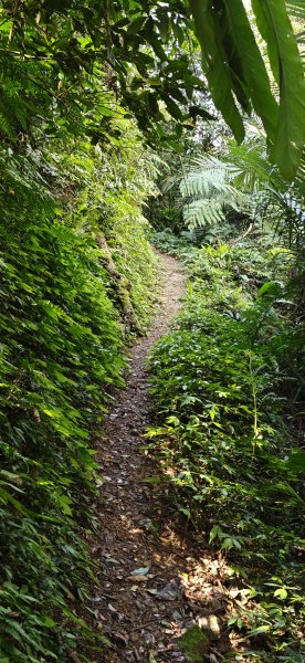2026-0313 烘爐地步道-南勢角山-紫竹寺3015906