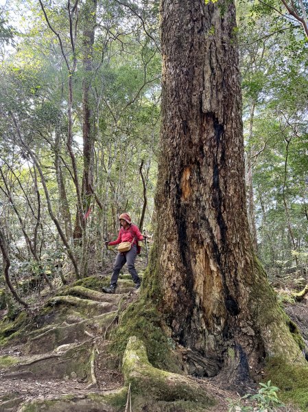 鎮西堡巨木步道B區全段+A區部分3008541