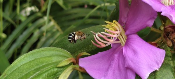 2025/07/13_二層坪古道O型未完成2835752