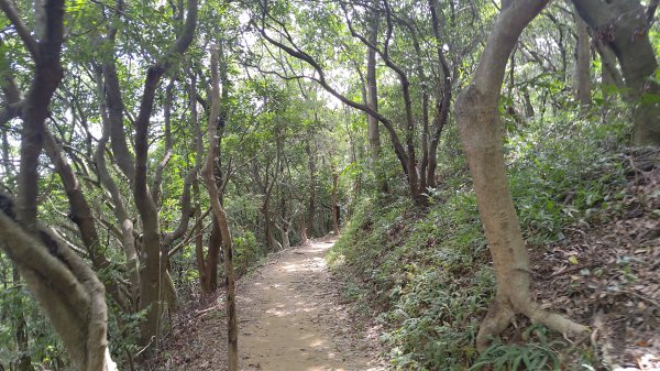 桃園虎頭山3121731