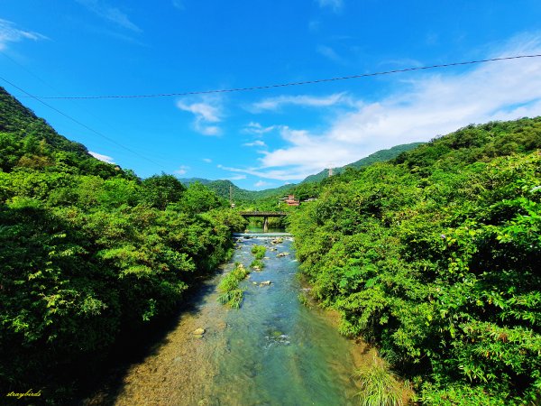 【淡蘭中路】翻山越嶺的茶商之道981226