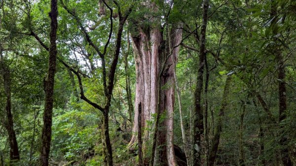 鎮西堡巨木步道群 (B區)2861177
