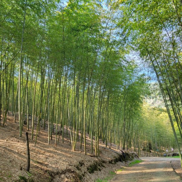 集集大山、車埕步道（小百岳）1628771