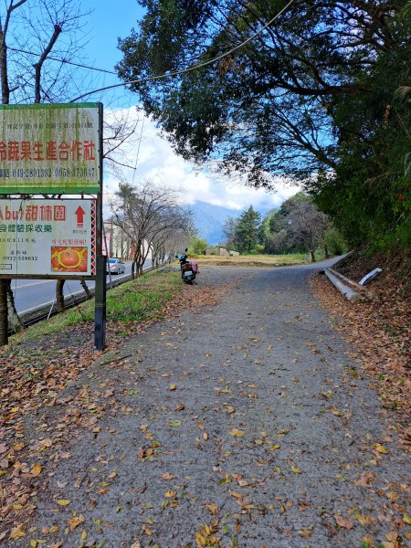 廬山史努櫻步道O型(荷戈富士山)202301081989263