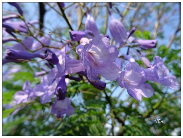 藍花楹花開1693107