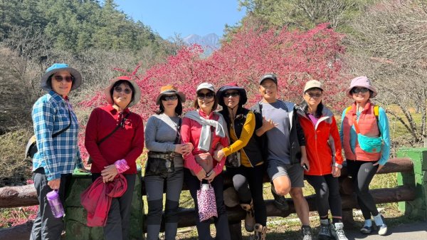 雪山東峰+武陵賞櫻2751199