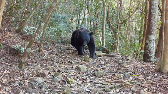 桃山部落連續兩年拍攝黑熊影像 再獲黑熊生態服務給付獎勵金