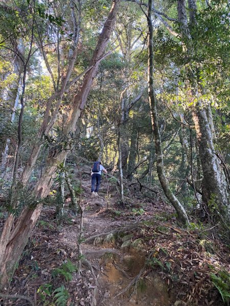 苗栗_大坪出發~杜鵑嶺/加里山1485796