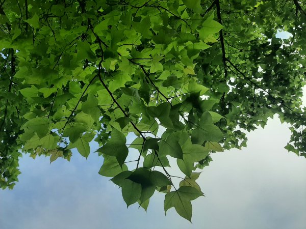 110 年春 登七星山1345729