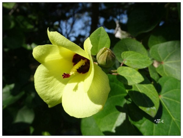 夏日/黃槿的花開1417600
