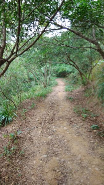 大肚山環保公園步道203783