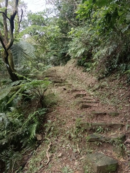 大尖山櫻花-龍船洞-秀峰瀑布2733731