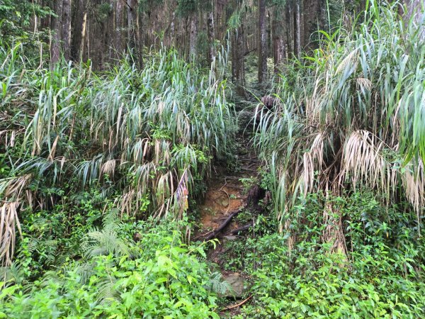 二萬坪山、二萬坪森林步道3055582
