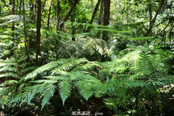 【南投。魚池】山林秘境之美景包場。澀水水上瀑布1428436