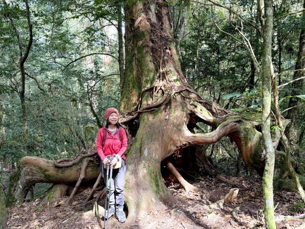 鎮西堡巨木步道B區全段+A區部分3008529