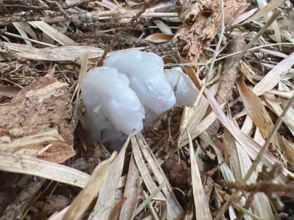 ~ 池 有 山 / 品 田 山 ~2854062