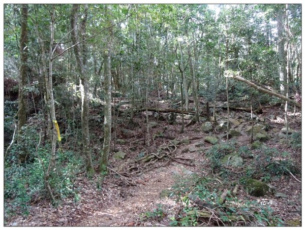 屋我尾山 北登山口 (大雪山林道31.3K)2985532