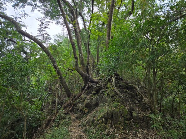 美濃雙溪樹木園（九芎林山）2652558