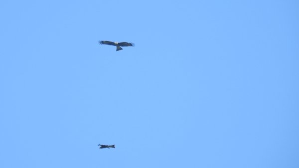 雲山水花鳥蝶 - 天龍國阿伯的日常7/18 & 21、22、292553927