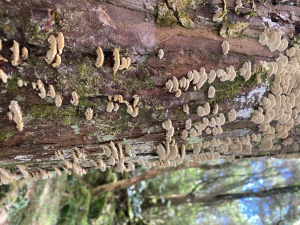 稍來山#39號 雲霧小百岳1787049