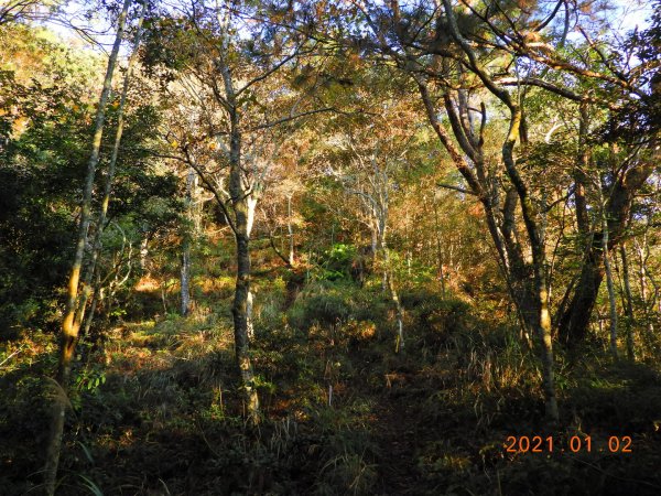 南投 仁愛 守關山、守城大山1223536