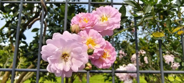 2025/022/22_峨眉湖環湖步道2719292