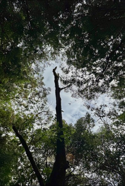 觀霧-檜山巨木群步道2925554