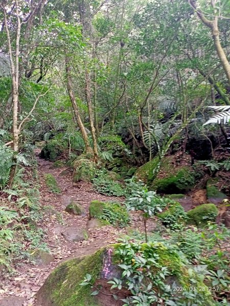 【臺北大縱走4】風櫃嘴→雙溪溝古道→五指山古道→大崙頭山北面步道→許願步道→圓覺寺步道→大溝溪→大湖2469077