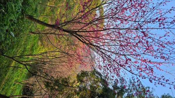 出關古道：十份崠段2700629