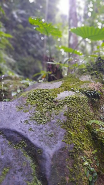 《新竹》不見五指｜北埔五指山登山步道上中指峰202410102619052