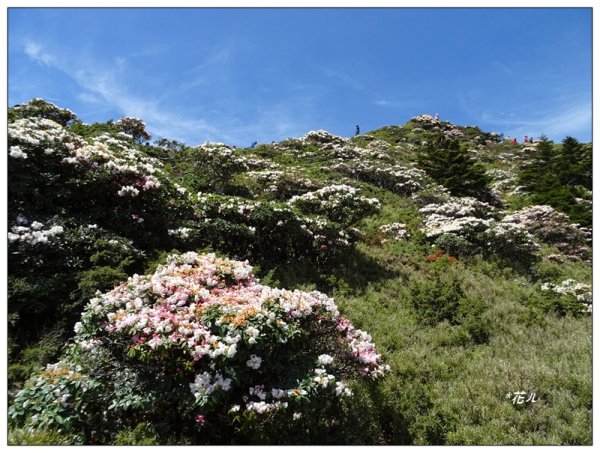 石門山/杜鵑花開1367781