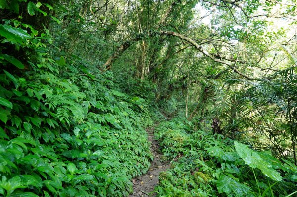 新北 石碇 西帽子岩、炙子頭山、溪邊寮山2551951