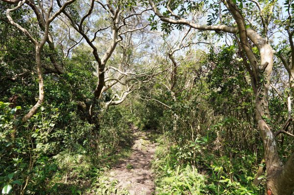 新北 八里 觀音山、牛港稜山2681352