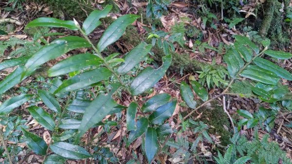 北坑山大板根東洗水山盡尾山東北峰2701686