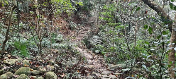 《苗栗》霧雨寒流｜三義三角山步道202512252969264