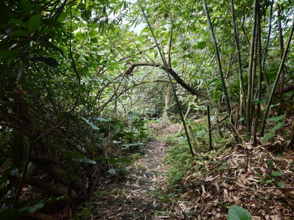 [淡蘭古道] 2026_0531 北路第一段_苧仔潭古道3070493