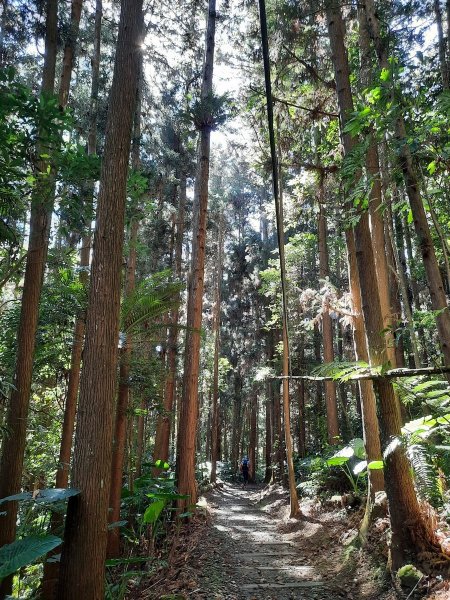 《嘉義》靜謐森林｜迷糊步道+福山古道202101231245412